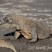 dragon_komodo_hsb_rinca_h_0362_kom1719.jpg